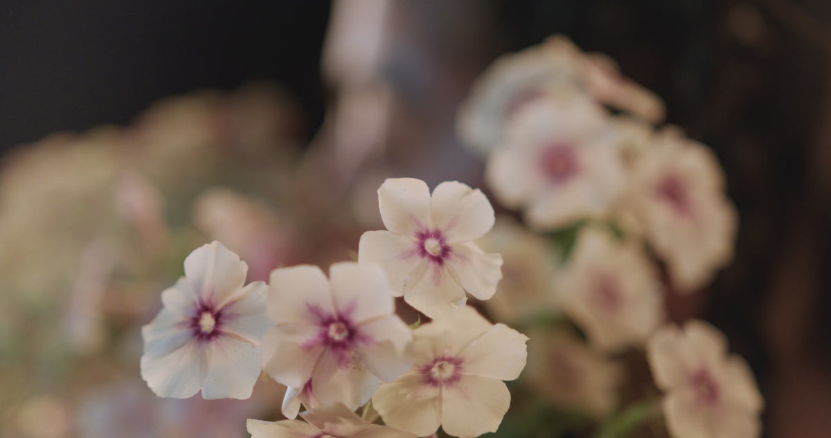 Video laden: 